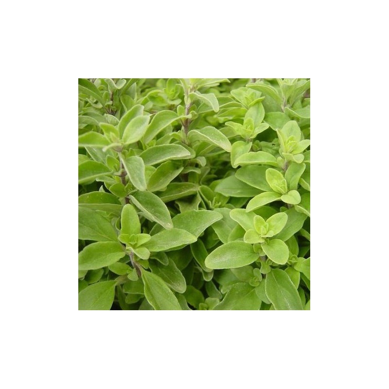 Oregano