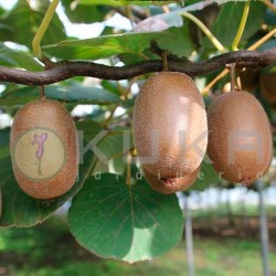 Kiwi chinensis atlas macho