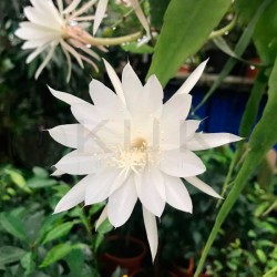 Epiphyllum pumilum