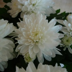Crisantemo Flor Doble
