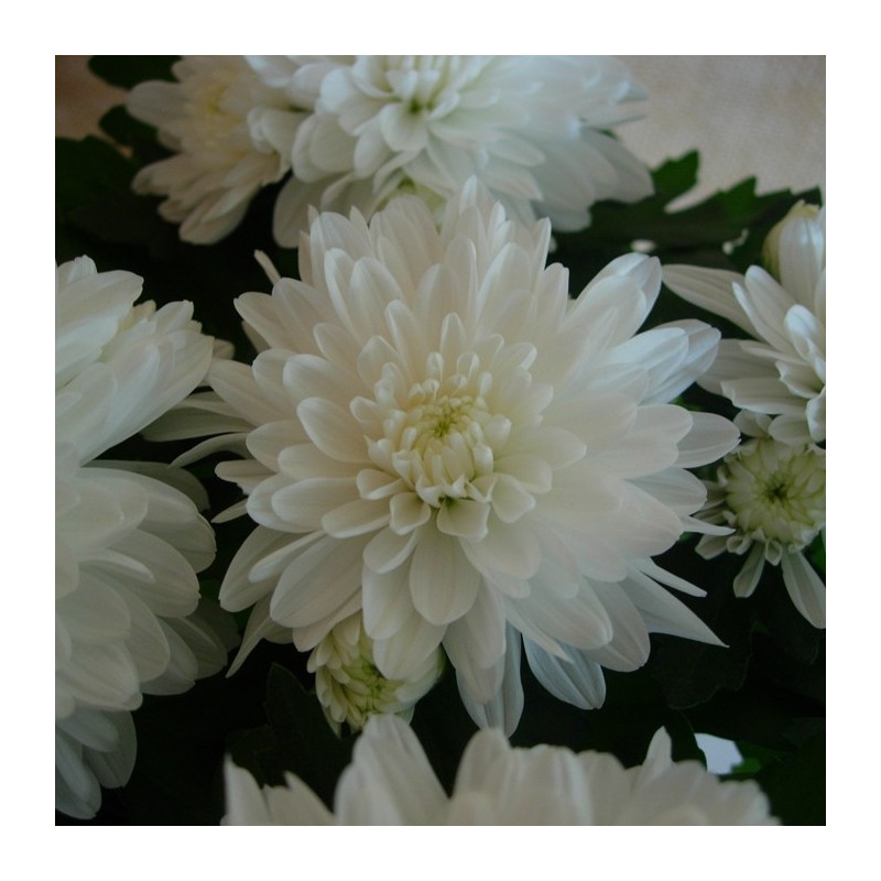 Crisantemo Flor Doble