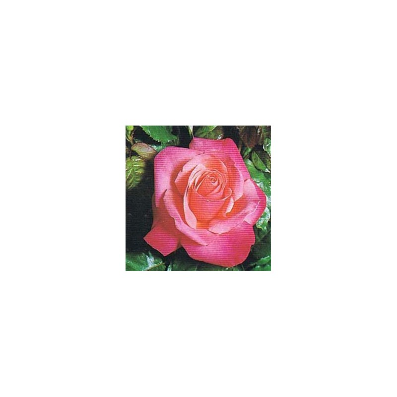 Rosal Romantica
