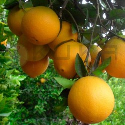 Naranjo washington navel