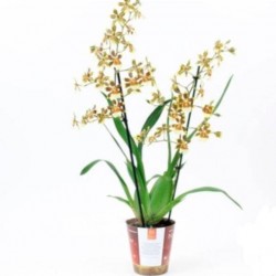 ORQUIDEA COLMANARA OV