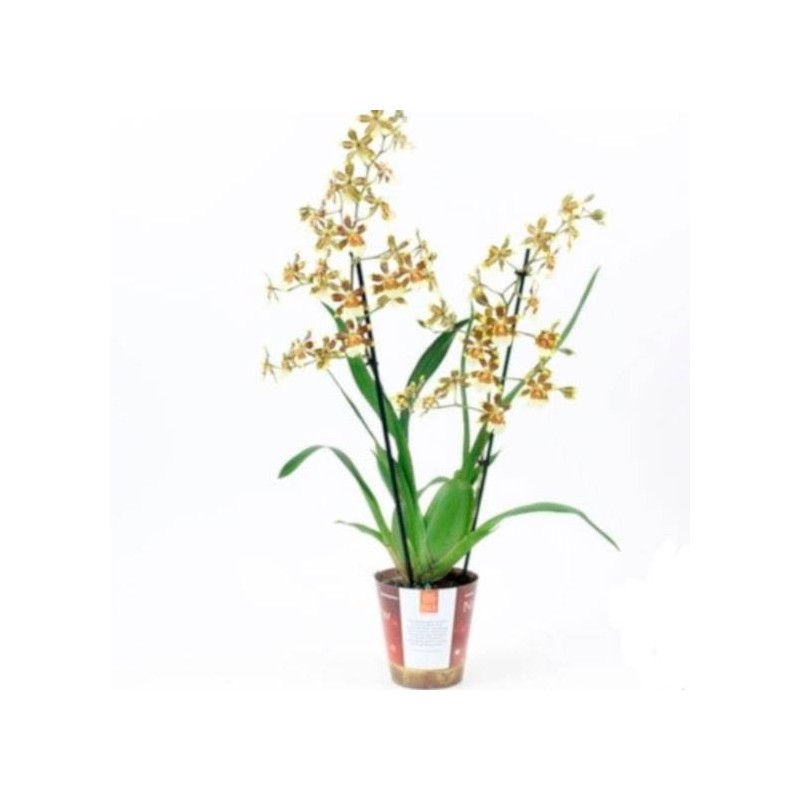ORQUIDEA COLMANARA OV