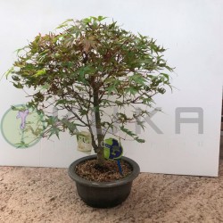 Pre-bonsai acer palmatum...