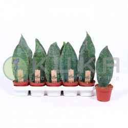 Sansevieria trifasciata verde
