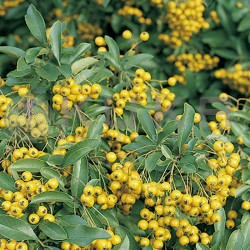 Pyracantha soleil d´or