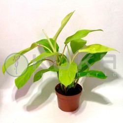Philodendro malay gold