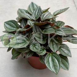 Peperomia napoli nights
