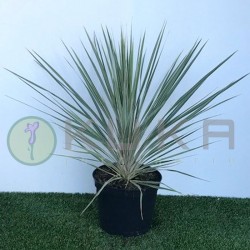 Dracena Indivisa Australis...