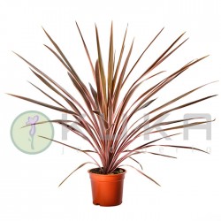 Dracena Indivisa Australis...