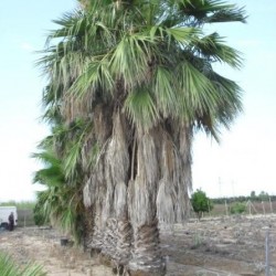 Washingtonia Robusta