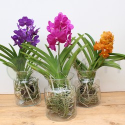Orquídea vanda mini