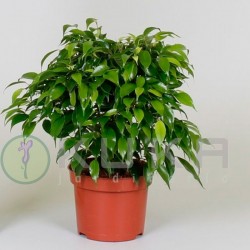 Ficus benjamina natasja...