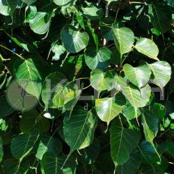 Ficus religiosa