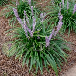 Liriope muscari big blue