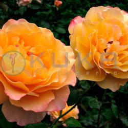 Rosal adolf horstman