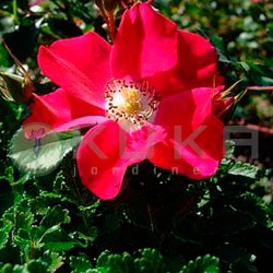 Rosal candia meidiland