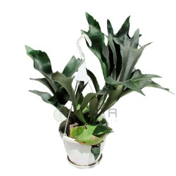 Platycerium bifurcatum