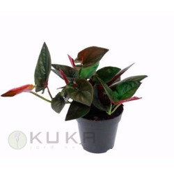 Syngonium red arrow