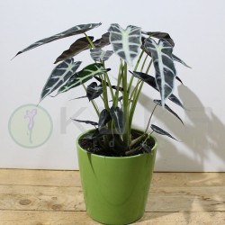 Alocasia bambino arrow