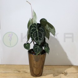 Anthurium b.clarinervium