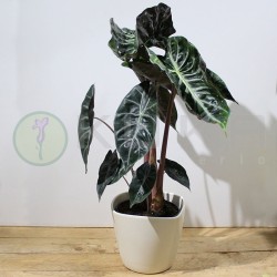 Alocasia pink dragon
