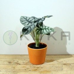Alocasia silver dragon