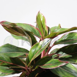 Aglaonema decorum-ls19