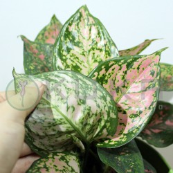 Aglaonema cherry baby