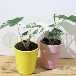 Syngonium albo variegata