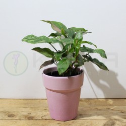 Syngonium red spot
