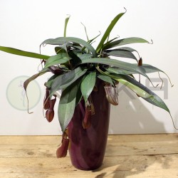 Nepenthes alata