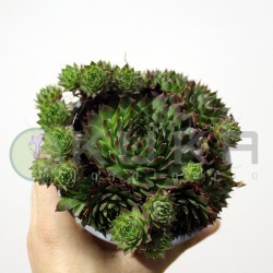 Sempervivum ello