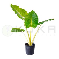 Alocasia macrorrhiza