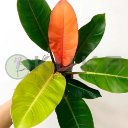 Philodendro prince of orange