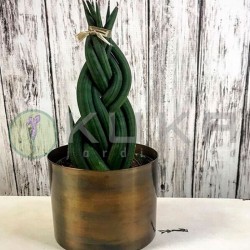 Sansevieria spaguetti trenzado