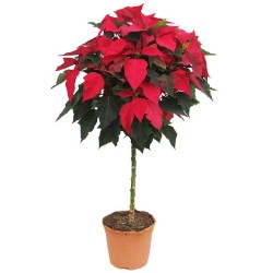 Poinsettia copa