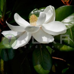 Magnolia grand fracois treyvi