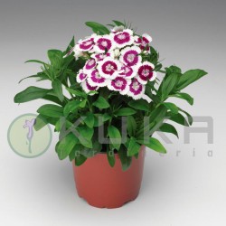 Dianthus chinensis x barbatus