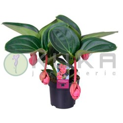 Medinella magnifica lambada