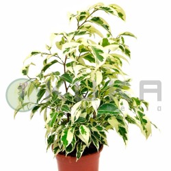 Ficus Benjamina Starlight