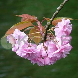 Prunus Serrulata kanzan