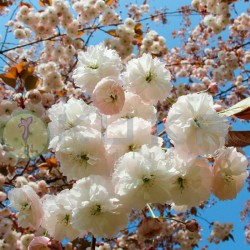 Prunus Serrulata fugenzo