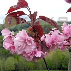 Prunus Serrulata royal...
