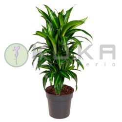 Dracaena hawaii sunshine