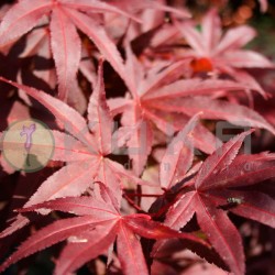 Acer palmatum pixie