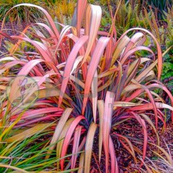 Phormium tenax tricolor