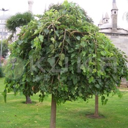 Morus pendula. EJEMPLAR